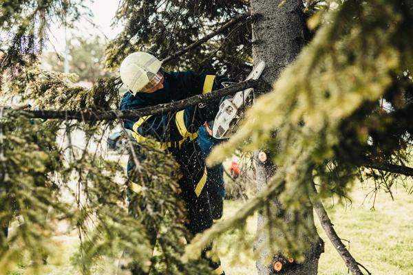 Taille sécuritaire et professionnelle des arbres
