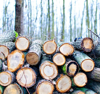Amas de bûches empilées dans un cadre forestier naturel