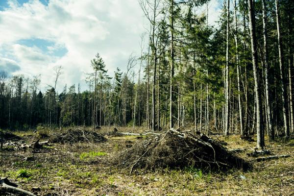 Transport écologique des débris de bois