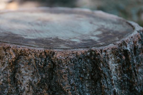 Côté d'une souche d'arbre